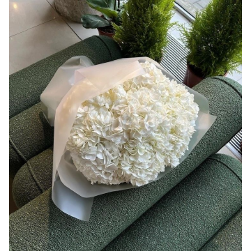 white hydrangea