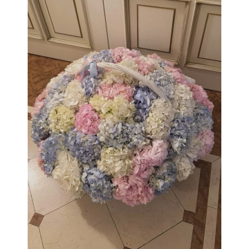 Royal Hydrangea