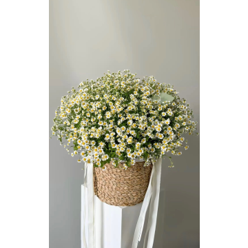 Chamomile Basket