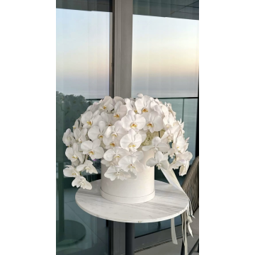Moon Orchid